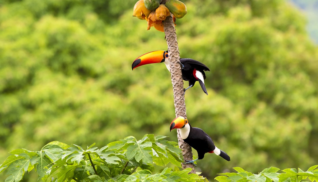 Casal de Tucanos