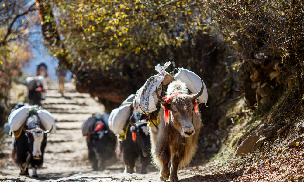 Yaks carrying weight in Nepal