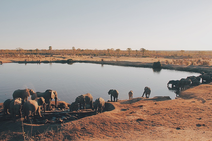 elephants elephants
