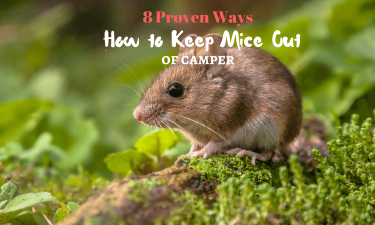 how to keep mice out of camper