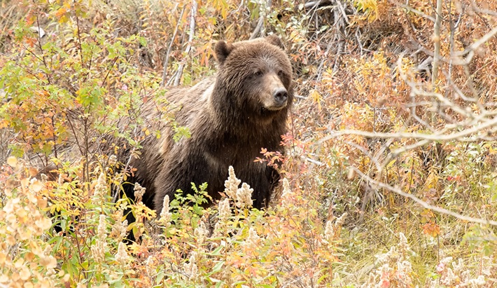 best bear sprays