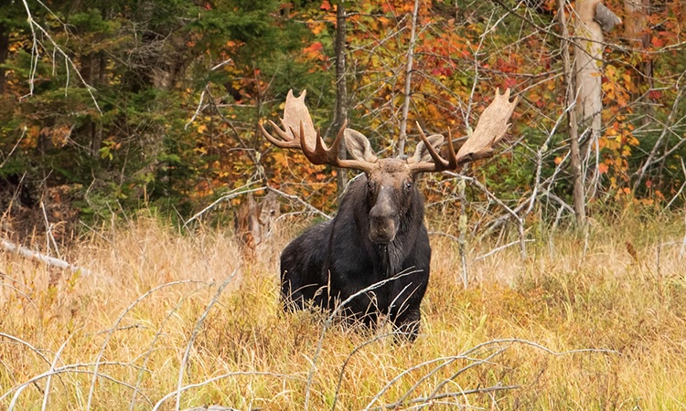 Are Moose Dangerous