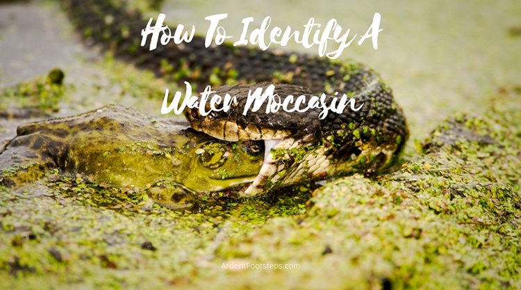 How To Identify A Water Moccasin